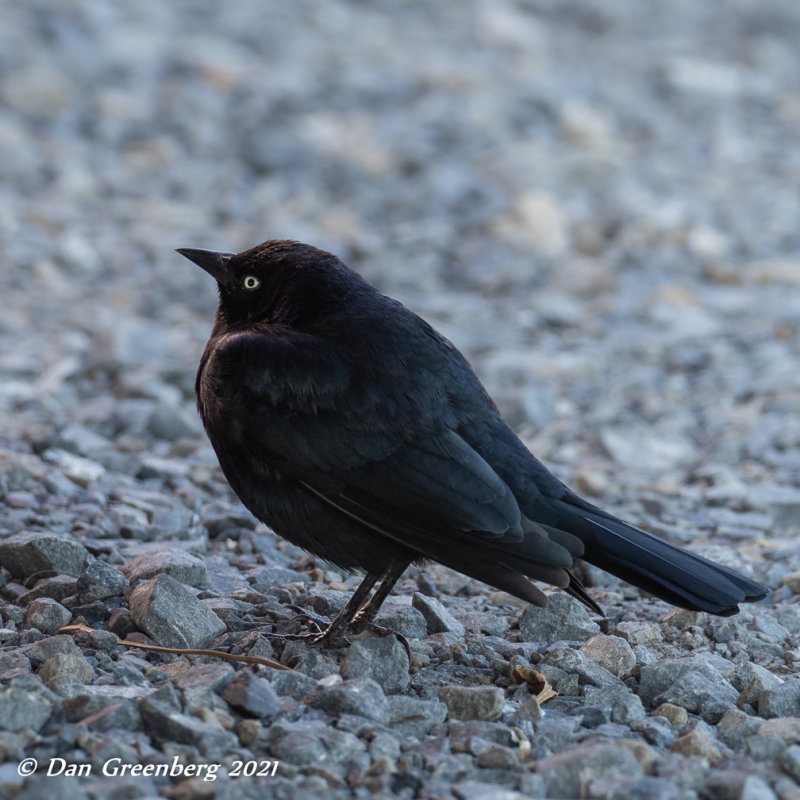 Brewer's Blackbird