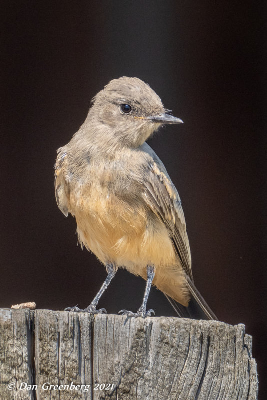 Say's Phoebe