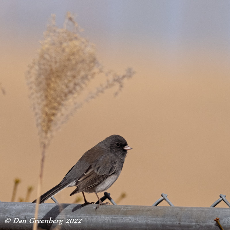 Dark-eyed Junco -Adult male (slate colored)