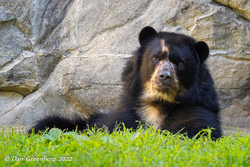 Andean Bear