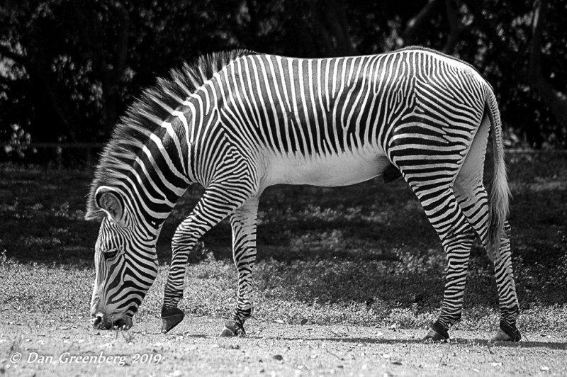 Zebra Grazing