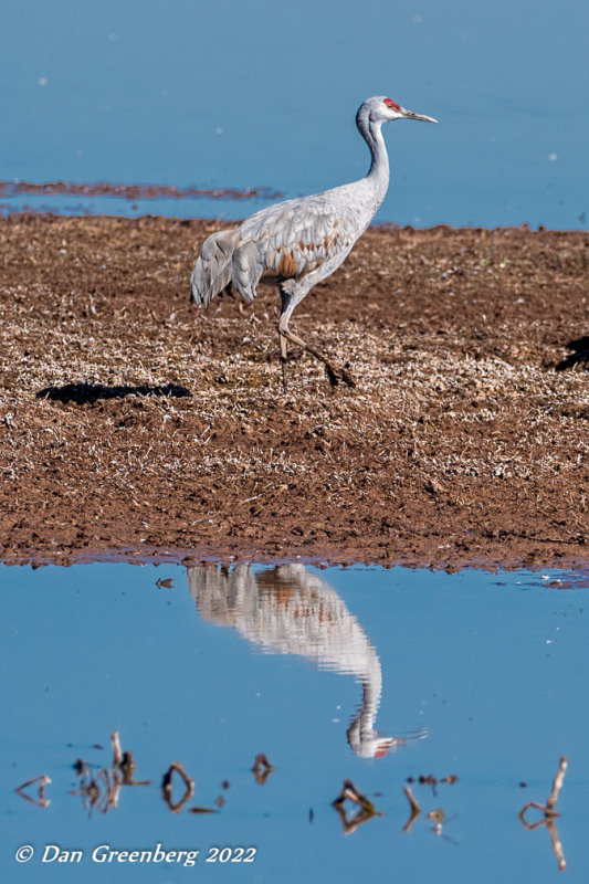 Sandhill Crane