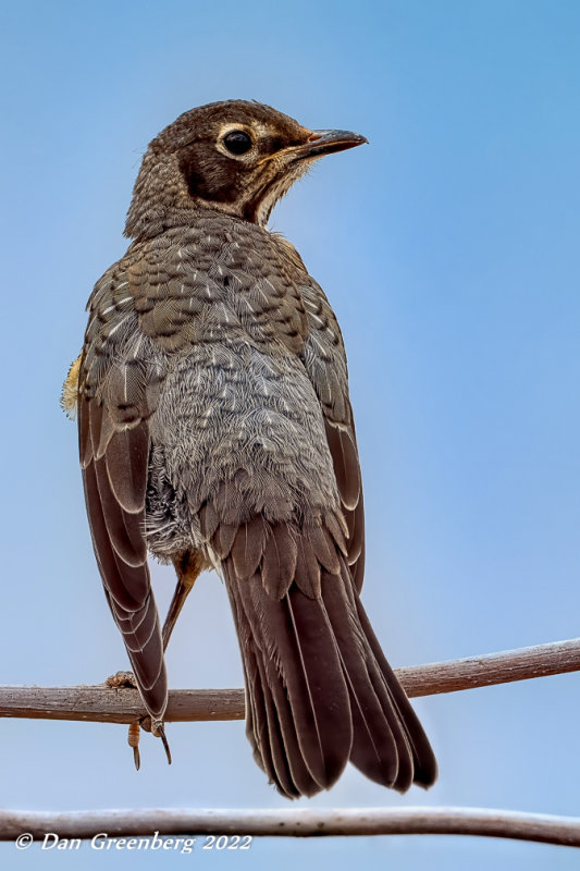 Juvenile Robin