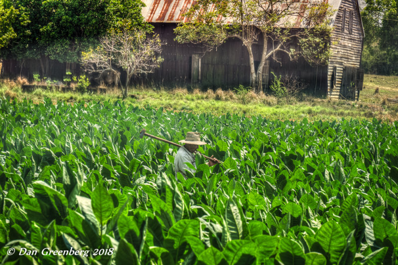 Shoulder High Tobacco