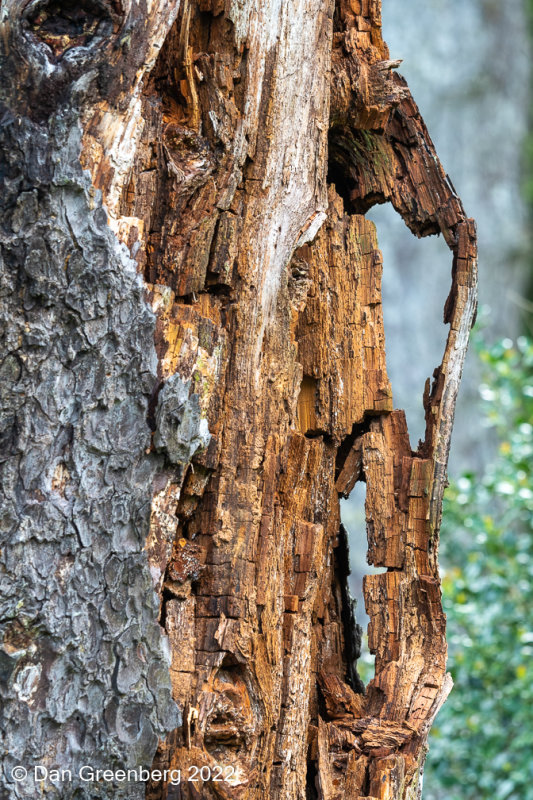 A view through a partially dead tree