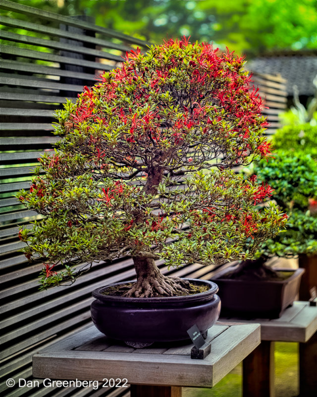 Satsuki Azalea Bonsai