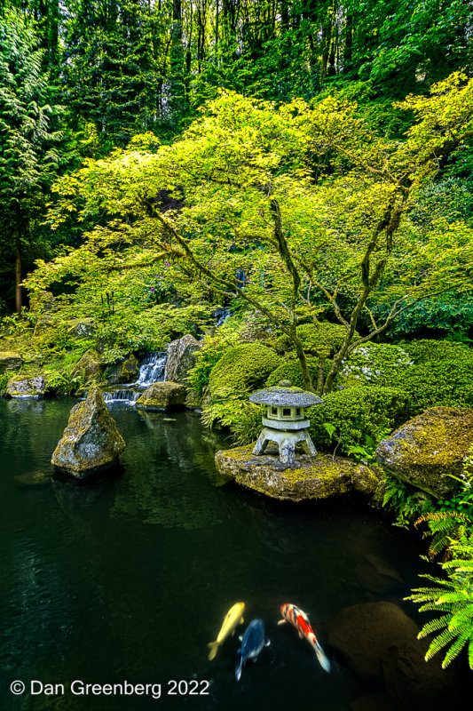 Pond with Waterfall and Koi