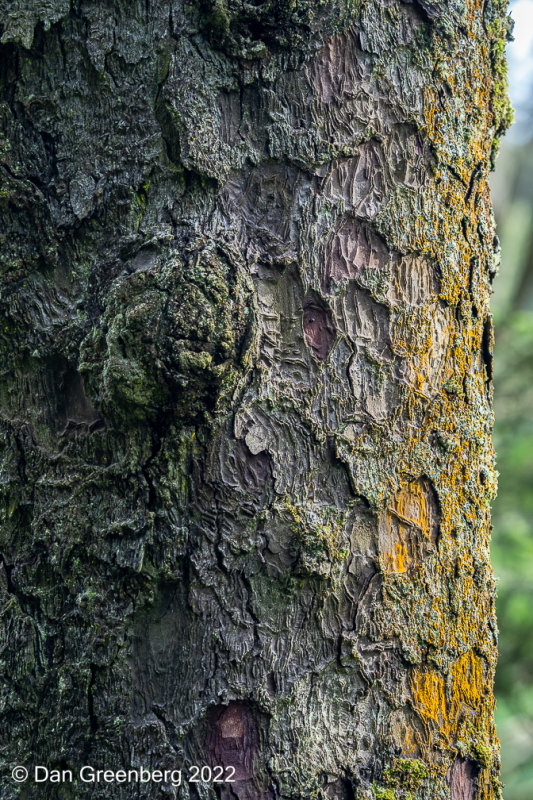 Moss, Lichens, Old Bark