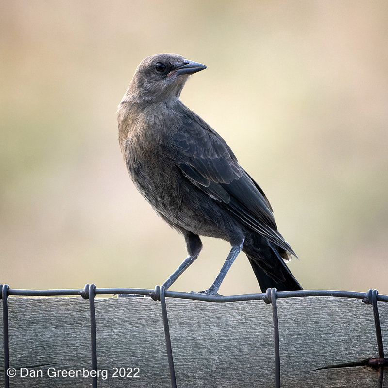 Brown-headed Cowbird (female)