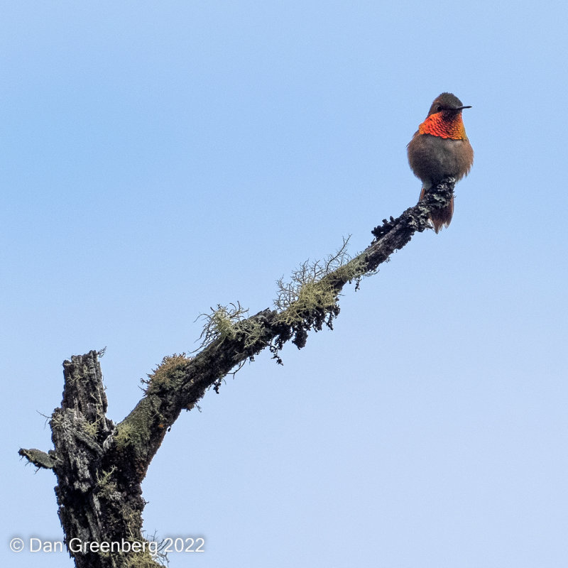 Rufous Hummingbird