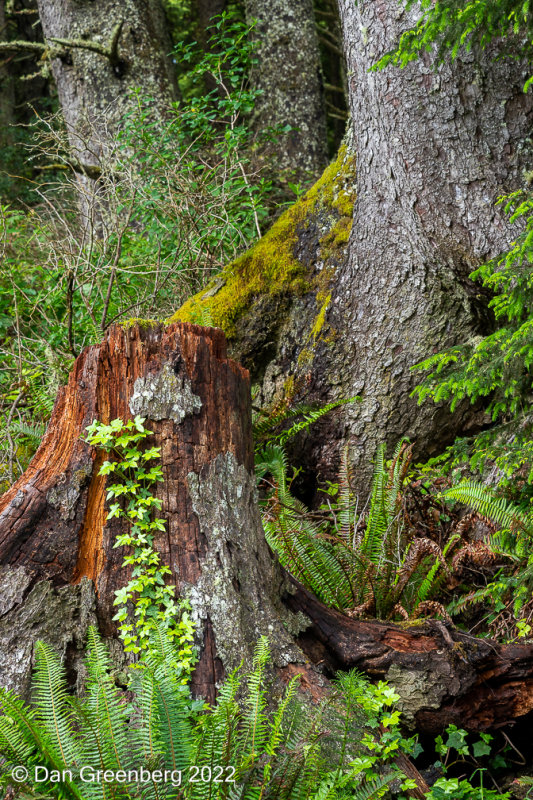 Forrest Diversity