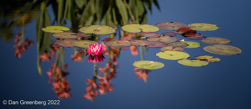 Lone Water Lily Blossom