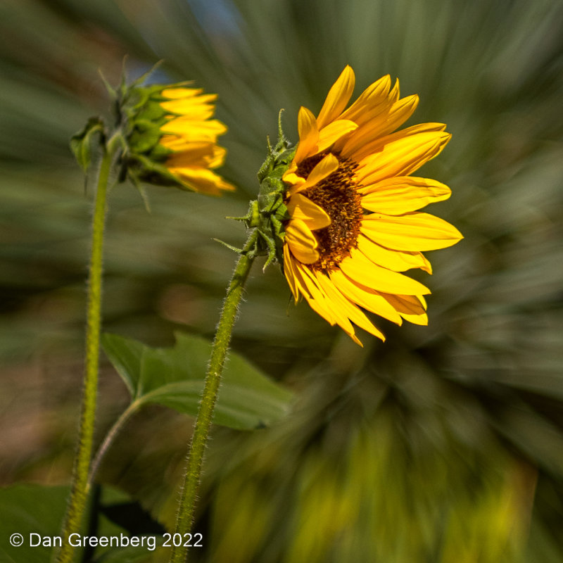 Sunflowers