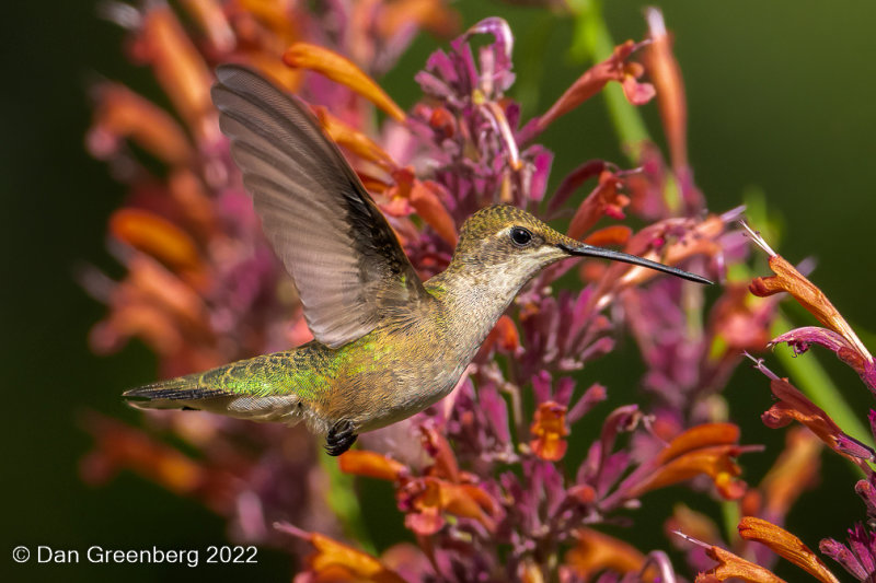 Broad-tailed Hummingbird (female)