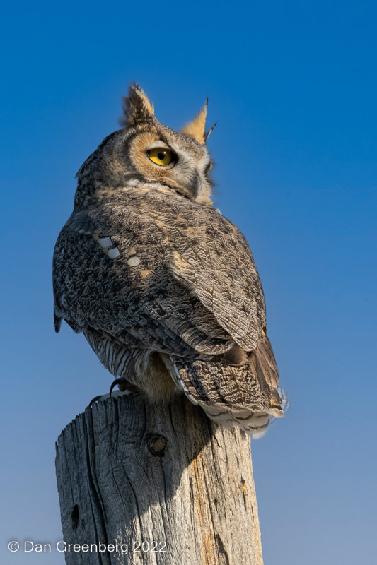 Great Horned Owl