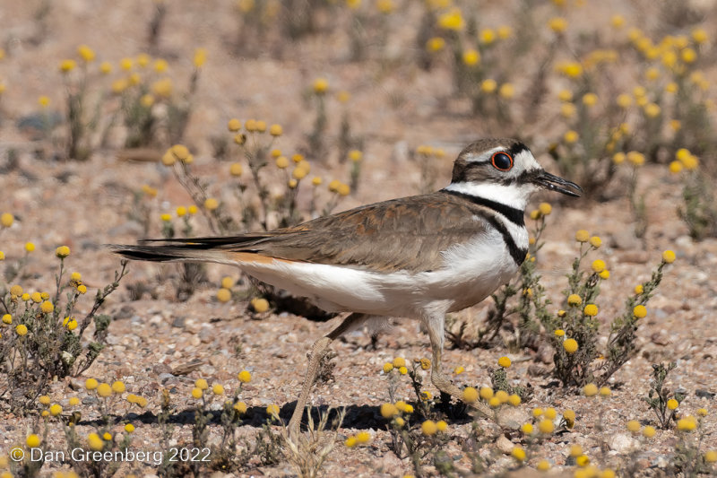 Kildeer