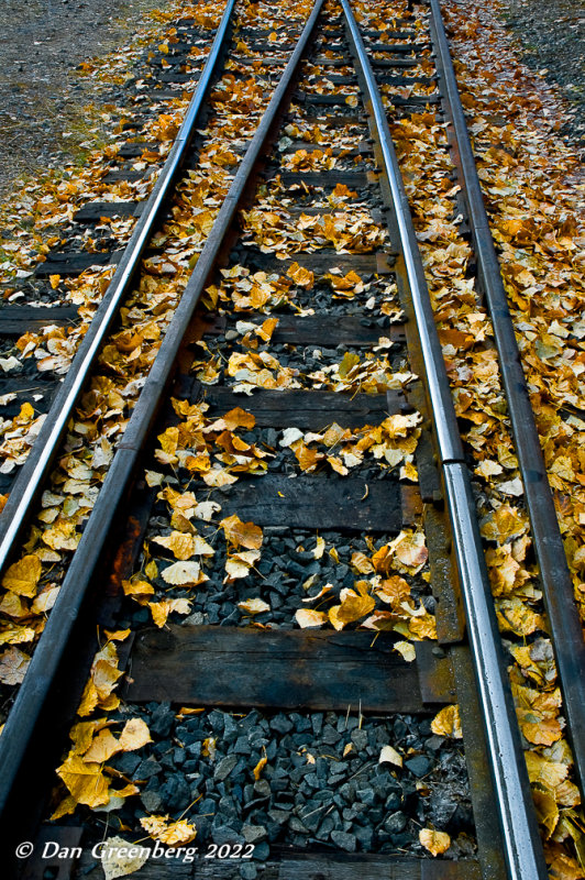 Tracks and fallen leaves