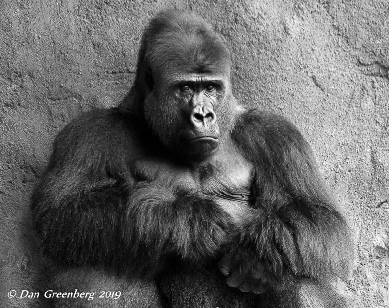 Lowland Gorilla - Silverback, Miami Zoo