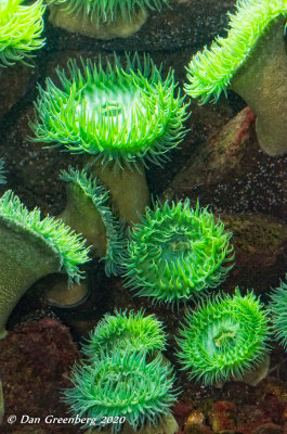 Sea Anemonies - New England Aquarium