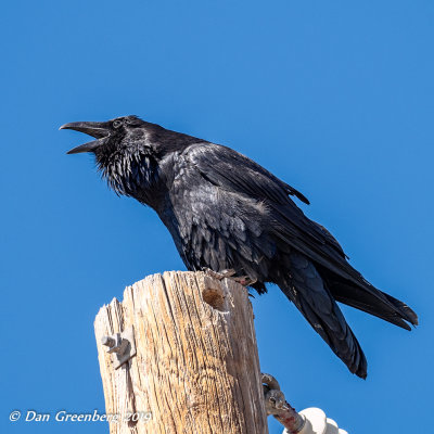 Black Bird, Very Blue Sky