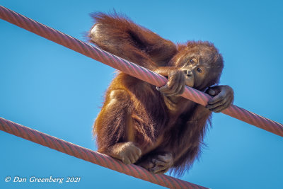 Juvenile Orangutan