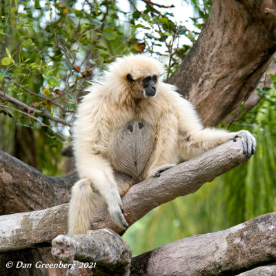 White-handed Gibbon (female)