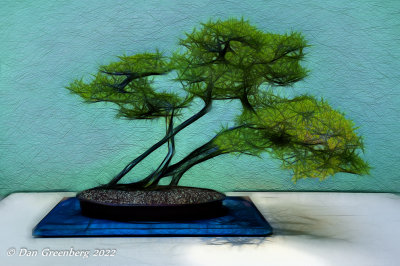 Bonsai Fantasies