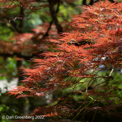 Japanese Maple Abstract
