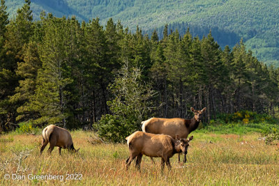 Elk along the way