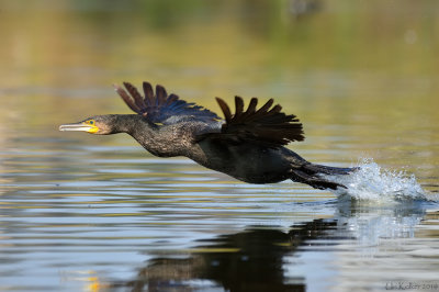 Great cormorant - קורמורן גדול