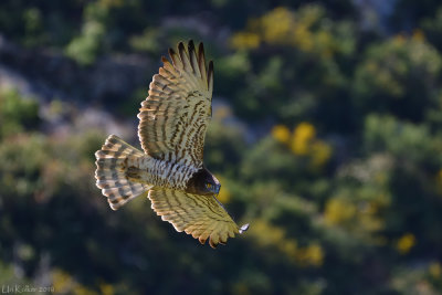 Short-toed Eagle - חיוויאי - Circaetus gallicus