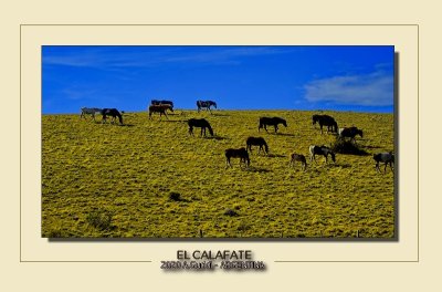 _DSC8599.jpg