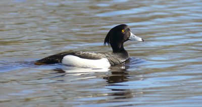 Crested duck