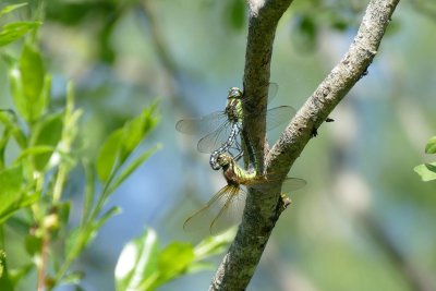 Dragonflies mate