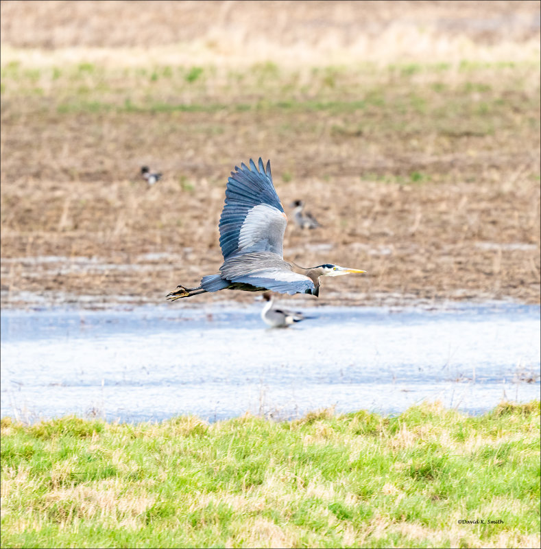 Great blue heron n flight, Skagit, County