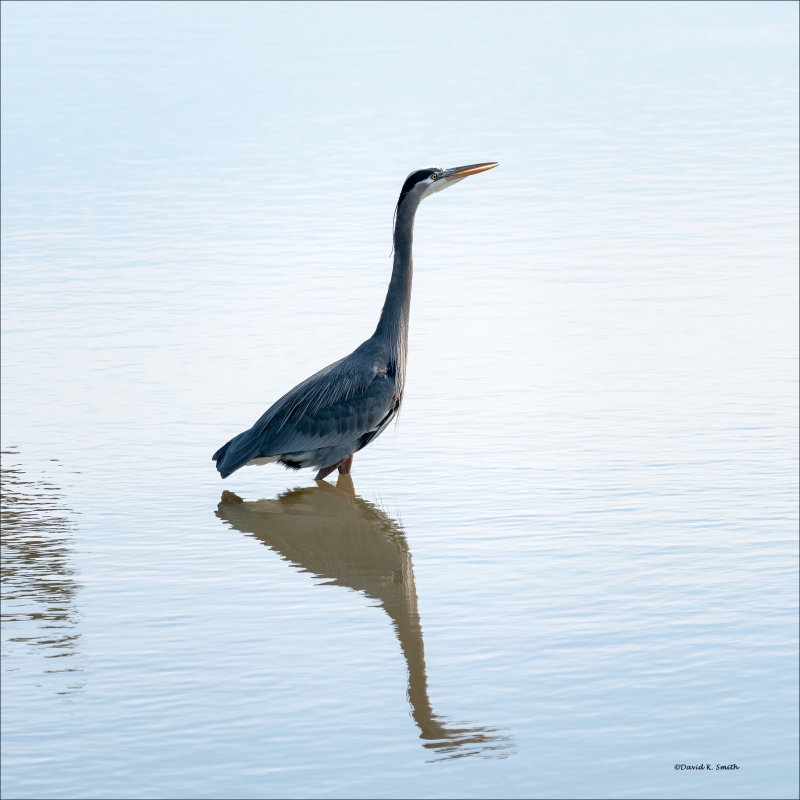 Great blue heronv, Skagit, County