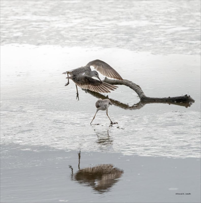 Greater Yellowlegs interaction, Whatcom County