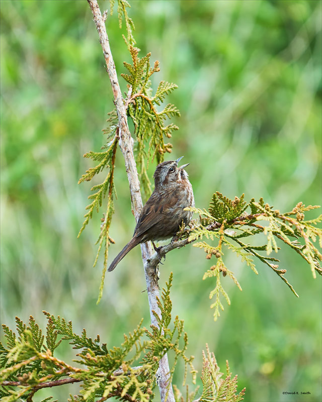 Song Sparrow, Skagit, Co.