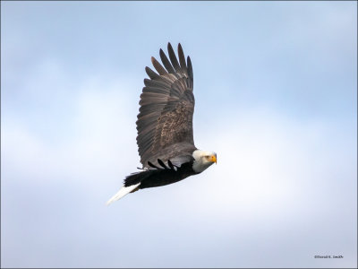 Eagle n Flight