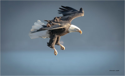 eagle out for a fish