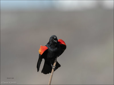 Red Wing Blackbird display