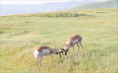Antelope sparring, Montana