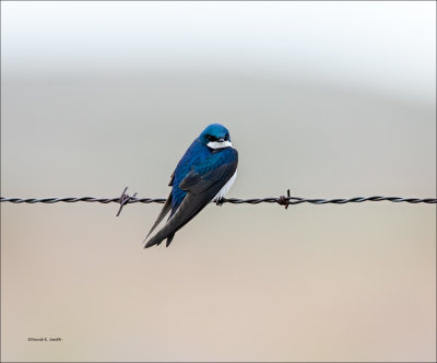 Tree Swallow, Eastern WA