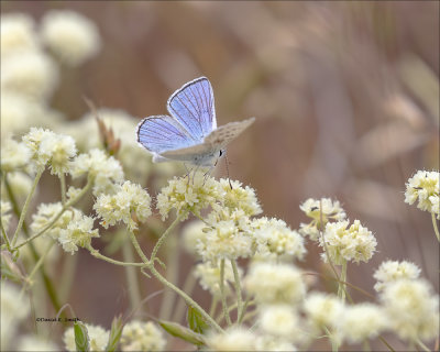 Blue Copper Butterfly, Eastern, WA