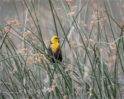 Yellow-headed Blackbird, Eastern, WA