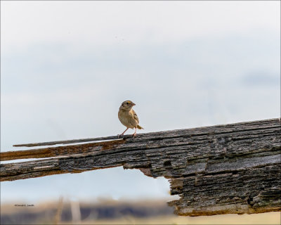 Grasshopper Sparrow, Eastern, WA