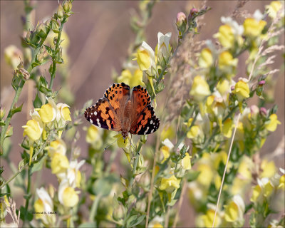 Painted Lady butterfly on Toadflax, Eastern, WA