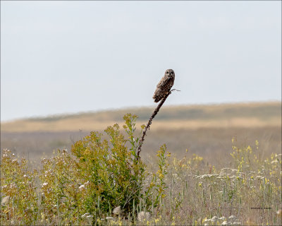 Short Eared Owl, Eastern, WA.
