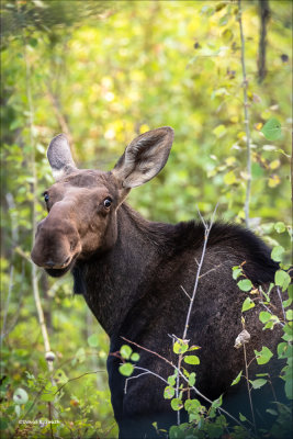 Moose, Turnbull Wildlife Refuge