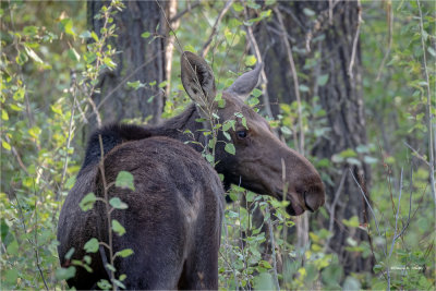 Cow Moose, Turnbull Wildlife Refuge